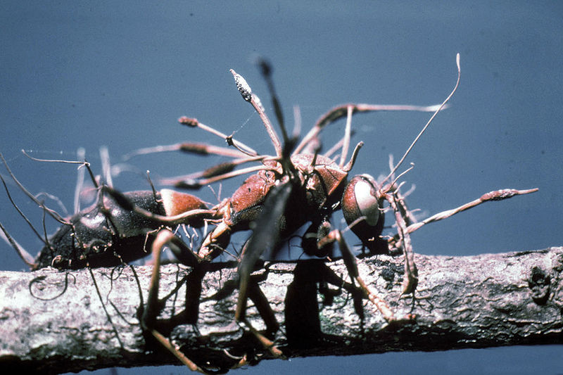 Ant Eating Fungus