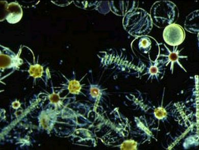 phytoplankton_070305.jpg