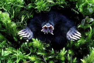 star-nosed mole.jpg