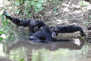 Two dark apes in a jungle swamp